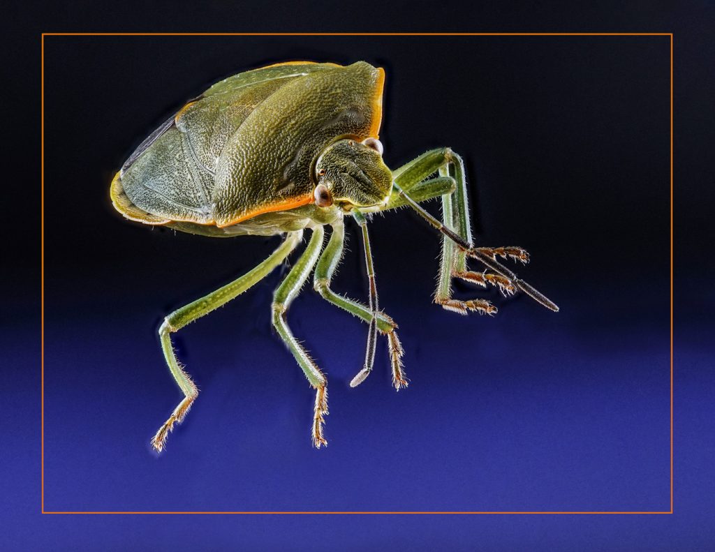 Conchuela Bug - Neal Thompson